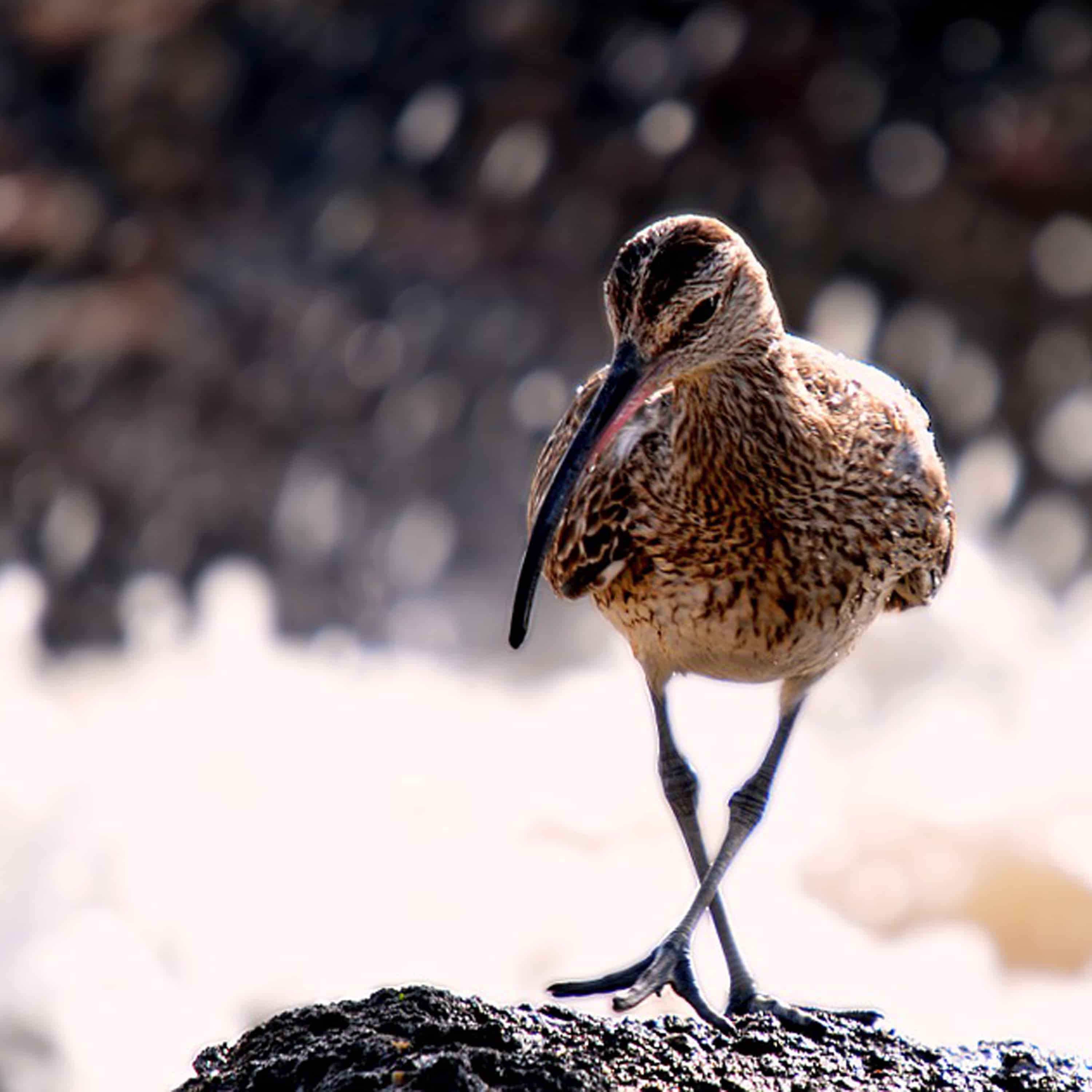 thumb - Messiaen's "Catalogue d'Oiseaux" at LA Phil's Green Umbrella Series